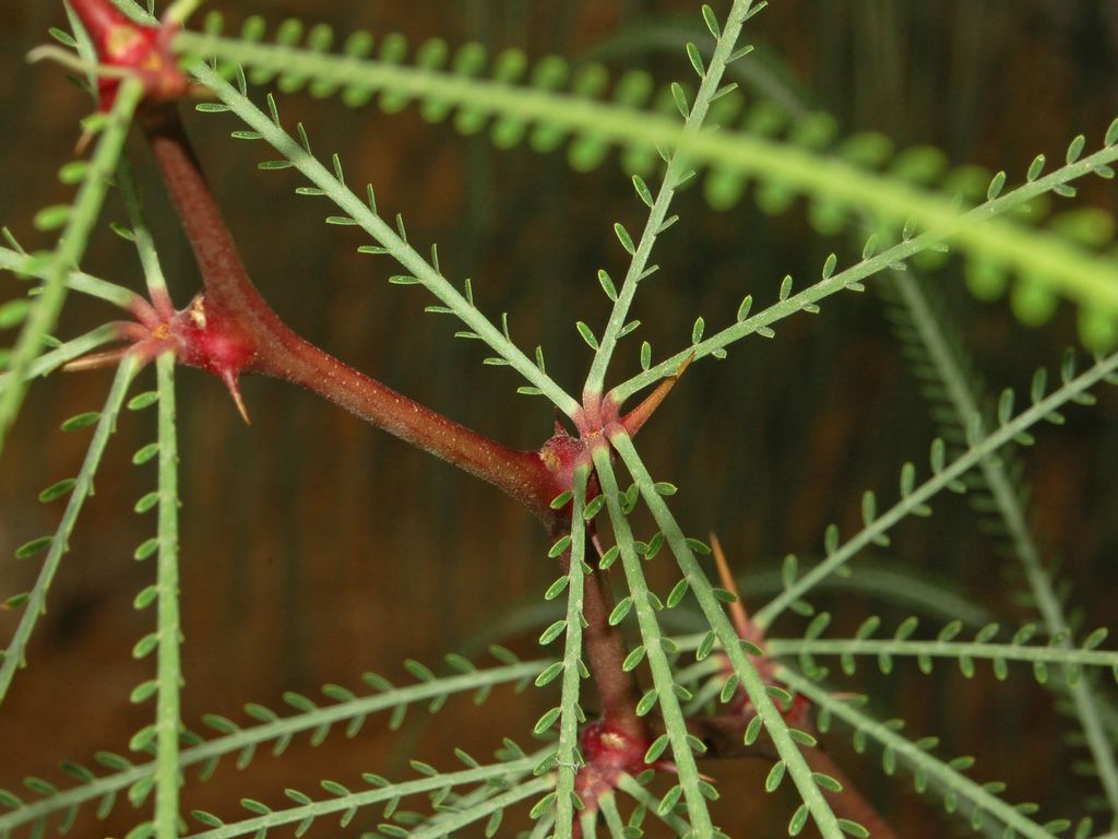 Delle piccolissime foglie - cfr. Parkinsonia aculeata
